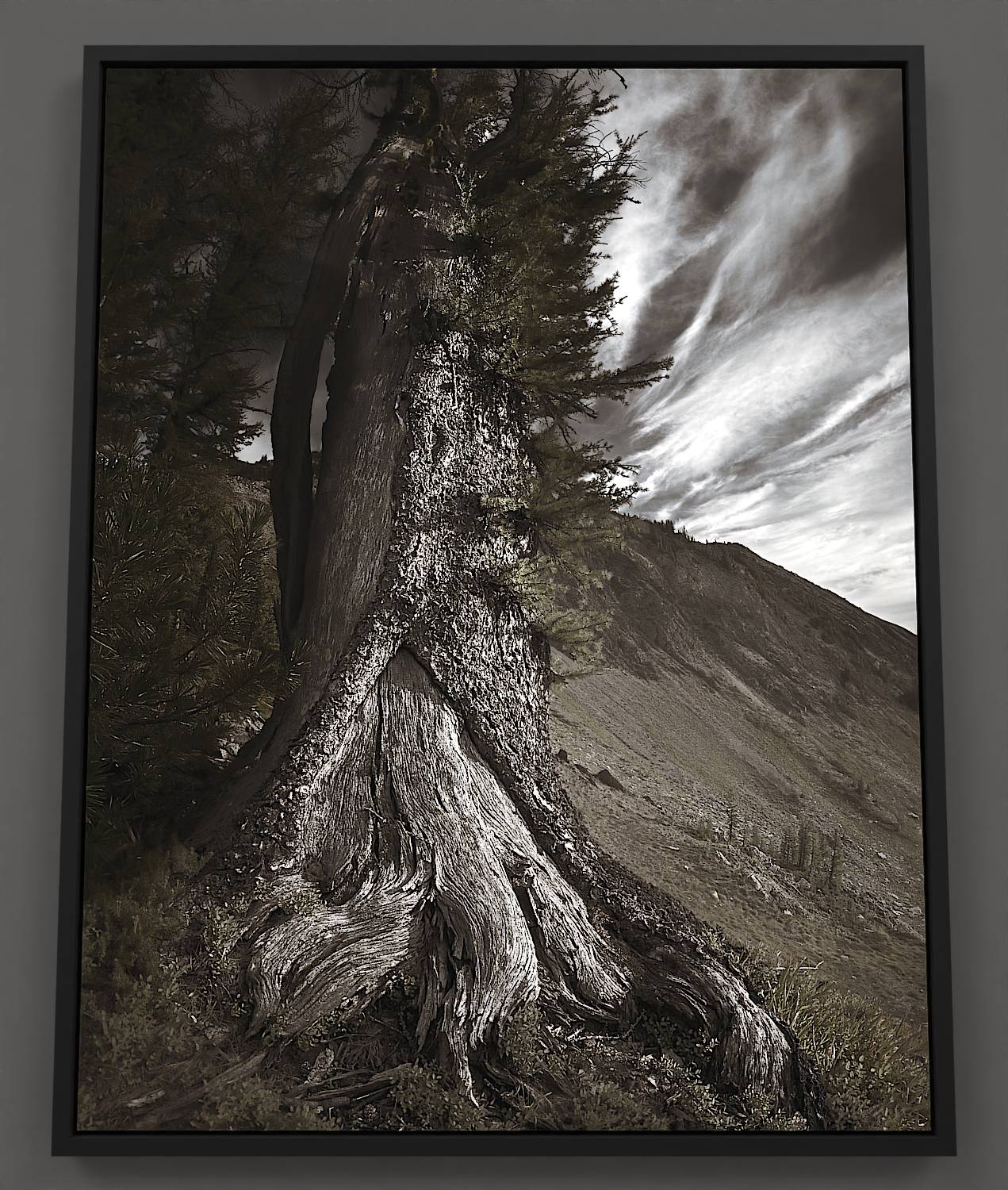Ancient Larch
