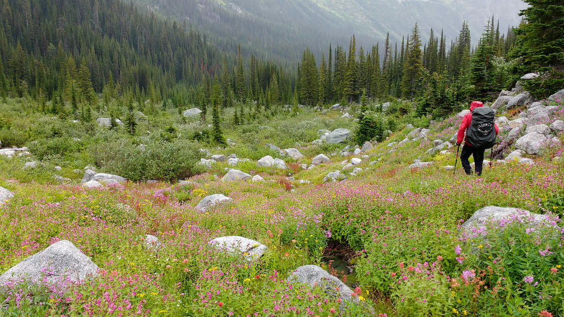 Photographer Howard Smith hiking through a vibrant field of wildflowers on a photography trip in Thunderwater, Canadian Rockies