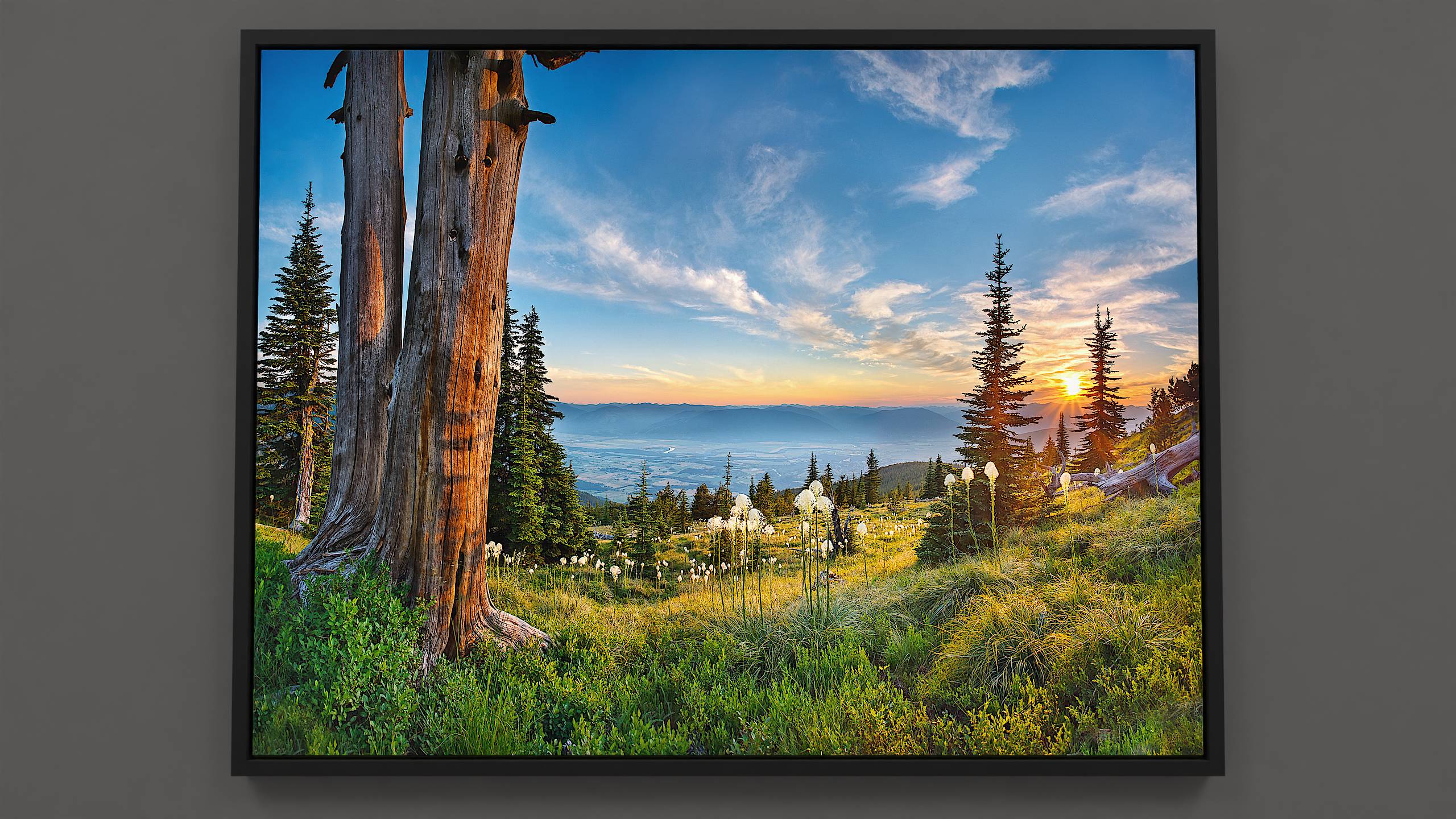Beargrass Blooms - Canvas print of picturesque mountain overlook with beargrass, fir trees, and captivating sky