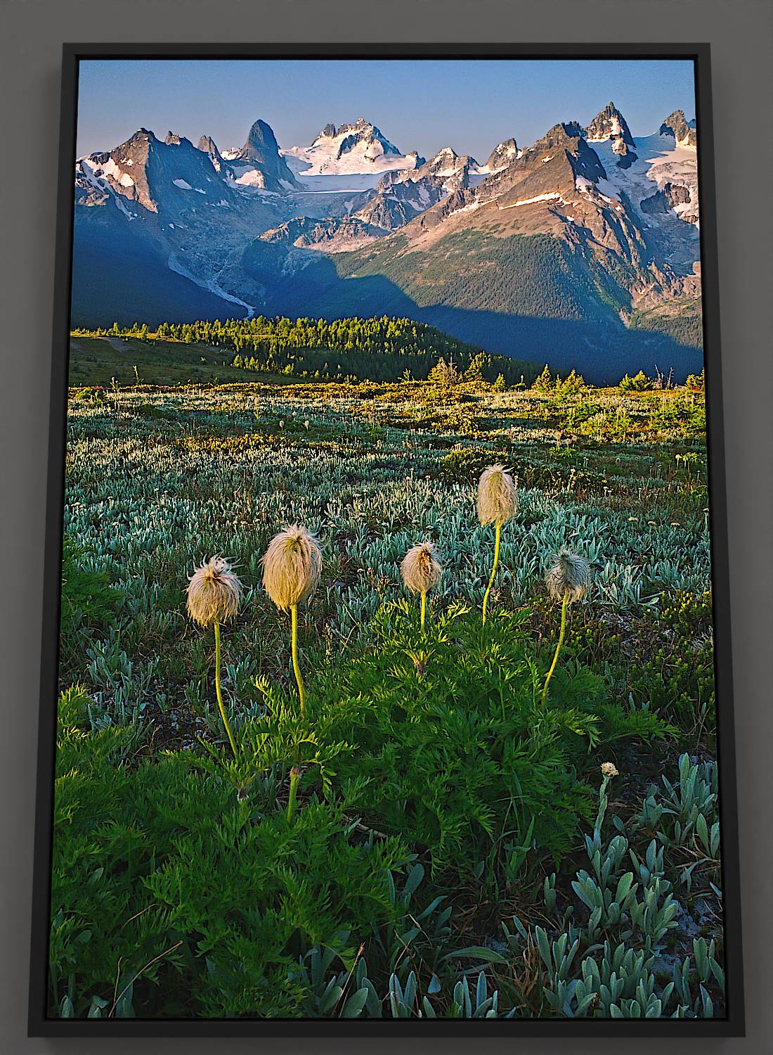 Bugaboo anemones