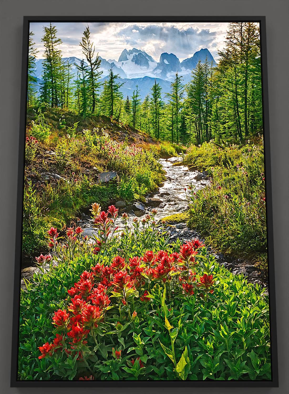 A vibrant display of red paintbrush wildflowers, with luminescent green stalks, set aglow by the backlight of the setting sun. A lively stream courses through the field of radiant blooms and lustrous anemone, disappearing into a grove of youthful alpine larches, their needles reflecting the sunlight. In the far reaches, divine rays illuminate white glaciers and the formidable Bugaboo spires, which pierce the cloud-riddled sky. A gradual spectacle, from blooming foreground to mountainous backdrop.