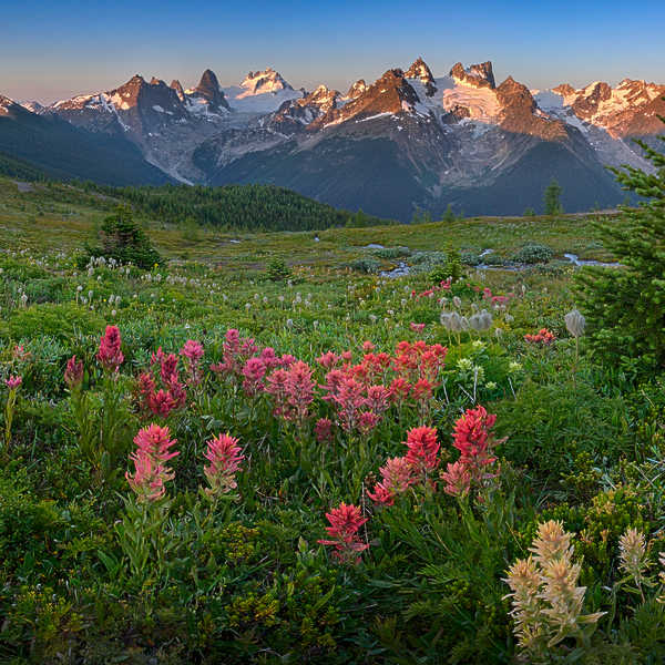 Bugaboo Meadow's Awakening