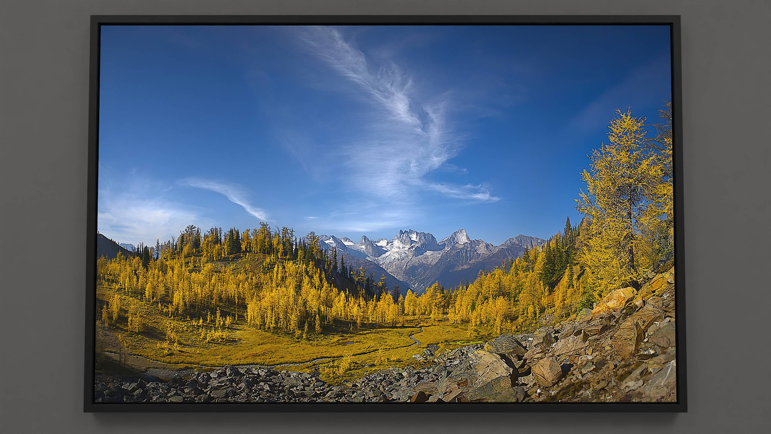 An alpine meadow in Bugaboos' autumn stages hosts a meandering stream, weaving through golden grass into the valley below. Golden larch trees, both old and young, flank the stream, their needles reflecting the morning sun. White glaciers occupy the distance, from which rise the grand Bugaboo mountain spires. Above, a vivid blue sky cradles a cirrus cloud, resembling a rising phoenix, that hovers above the mountain tips.
