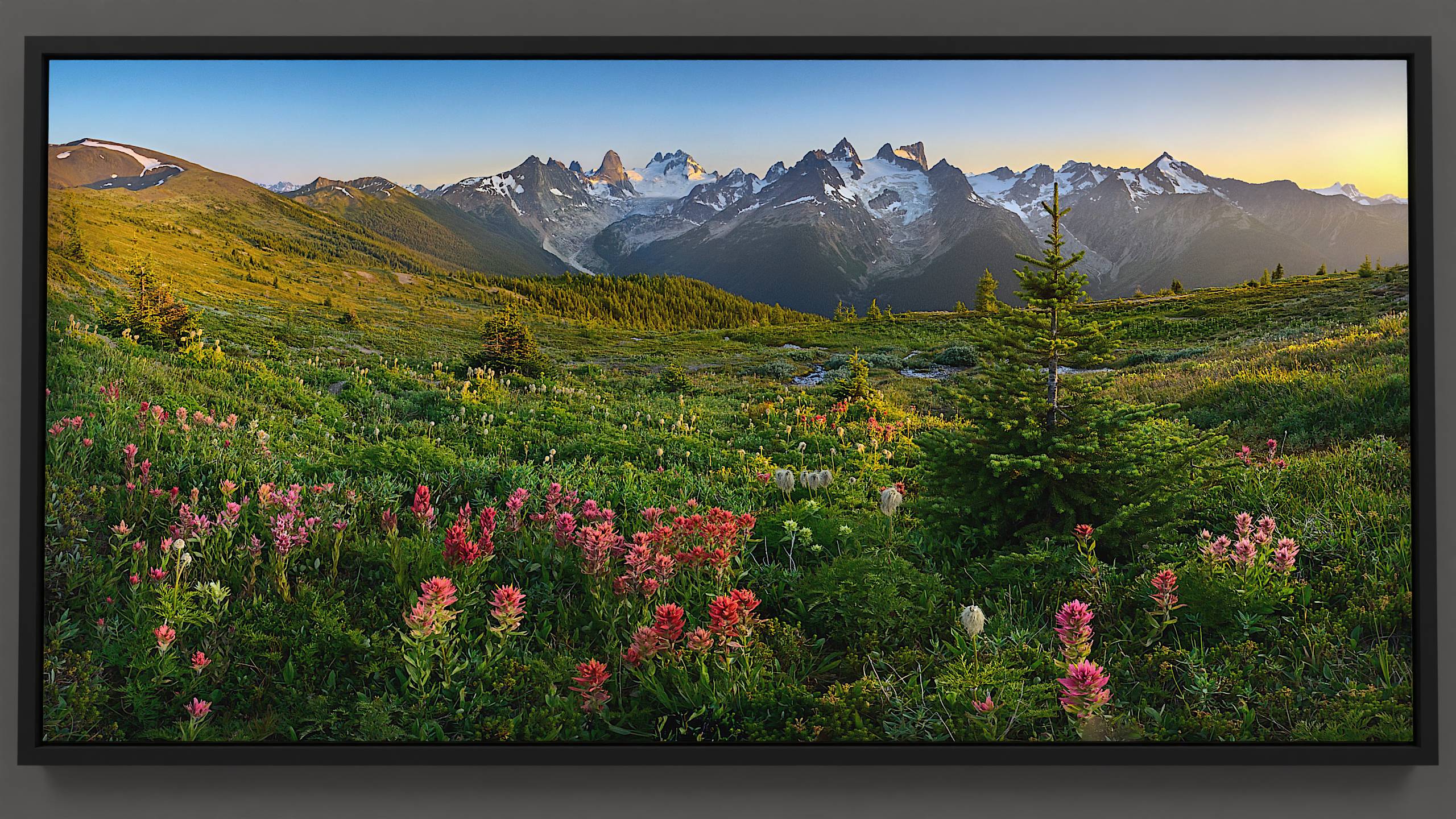 In the Bugaboo mountain range, a lush green alpine meadow features a small fir tree surrounded by vibrant Paintbrush wildflowers of varied hues and slender Anemone flowers. A stream descends into the valley below. The craggy Vowel mountains, with sun-glowing glaciers, contrast with the distant Bugaboo and Howser spires, embraced by ice. The scene is under a vibrant blue sky, fading with the setting sun.