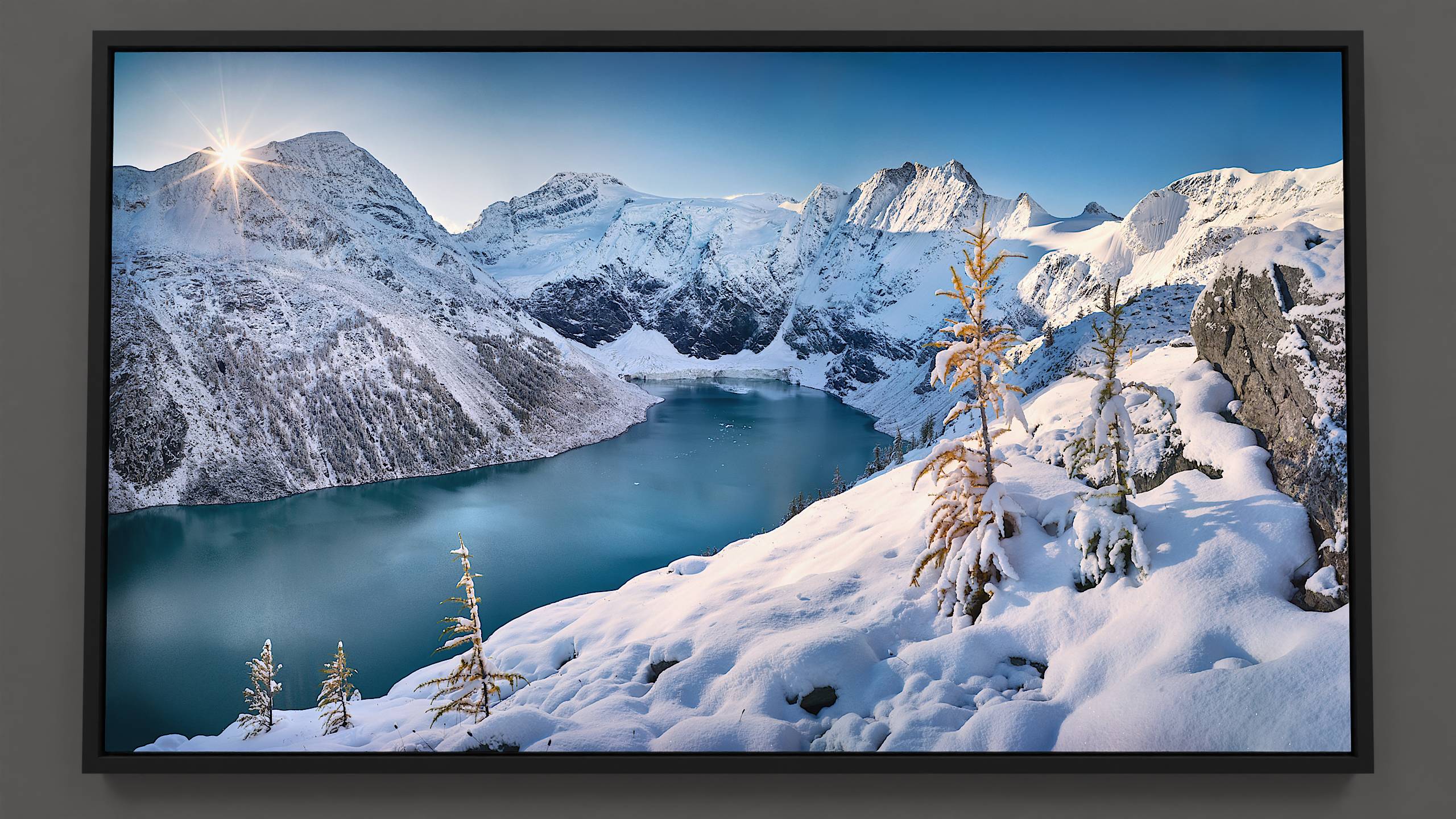 A cold, clear morning illuminates a snowy ridge overlooking Lake of the Hanging Glacier. A sun-touched, young golden larch tree stands in the foreground, while drifting icebergs, mountain peaks, and a hanging glacier mark the farthest reach of the view.