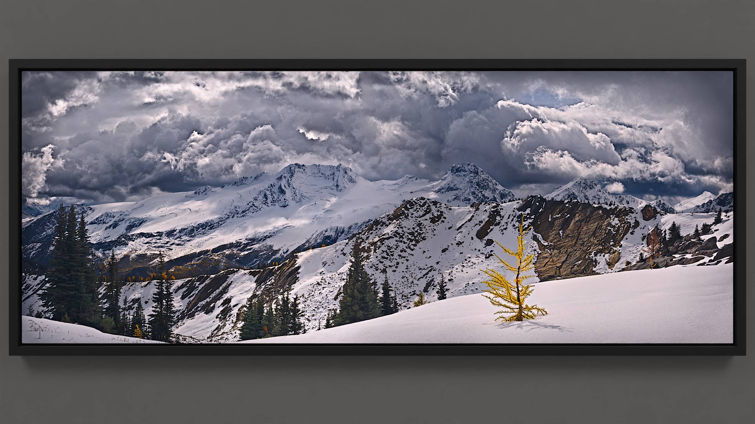 An autumn afternoon unfolds in the alpine: fresh snow drapes a hillside, where a young larch tree, its needles of smoky gold, glows under sunlight. Across Silver Basin, snow-veiled meadows climb the rocky ridge, dotted with sunlit fir and golden larch, their slender shadows tracing the snow. The expansive blue Quintet glacier, textured with intricate crevasses, sits in the distance, its white and blue tapestry waving under the quintet mountains, touching the rolling clouds. Overhead, a dynamic arrangement of billowing clouds marks the sky.