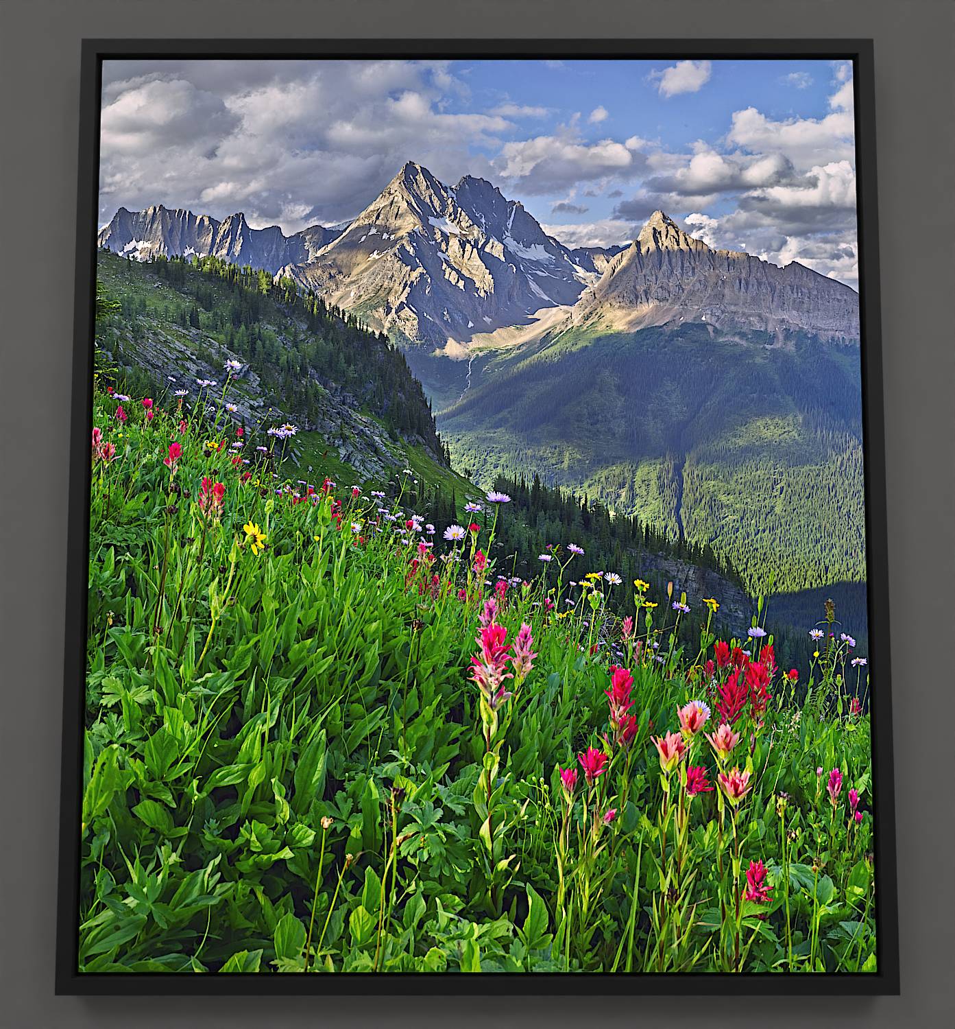 From the edge of a verdant meadow on Jumbo Pass, one can observe a panorama featuring Jumbo and Karnak mountains in the distance. The meadow is alive with red Paintbrush, purple Asters, and bright yellow Arnica wildflowers. Shadowed ridges dressed in Alpine Larch and Fir trees lie beyond, their forms etched against the distant mountains. The lofty peaks of Karnak, Jumbo, and The Lieutenants define the horizon, set against a clear blue sky filled with cumulus clouds.