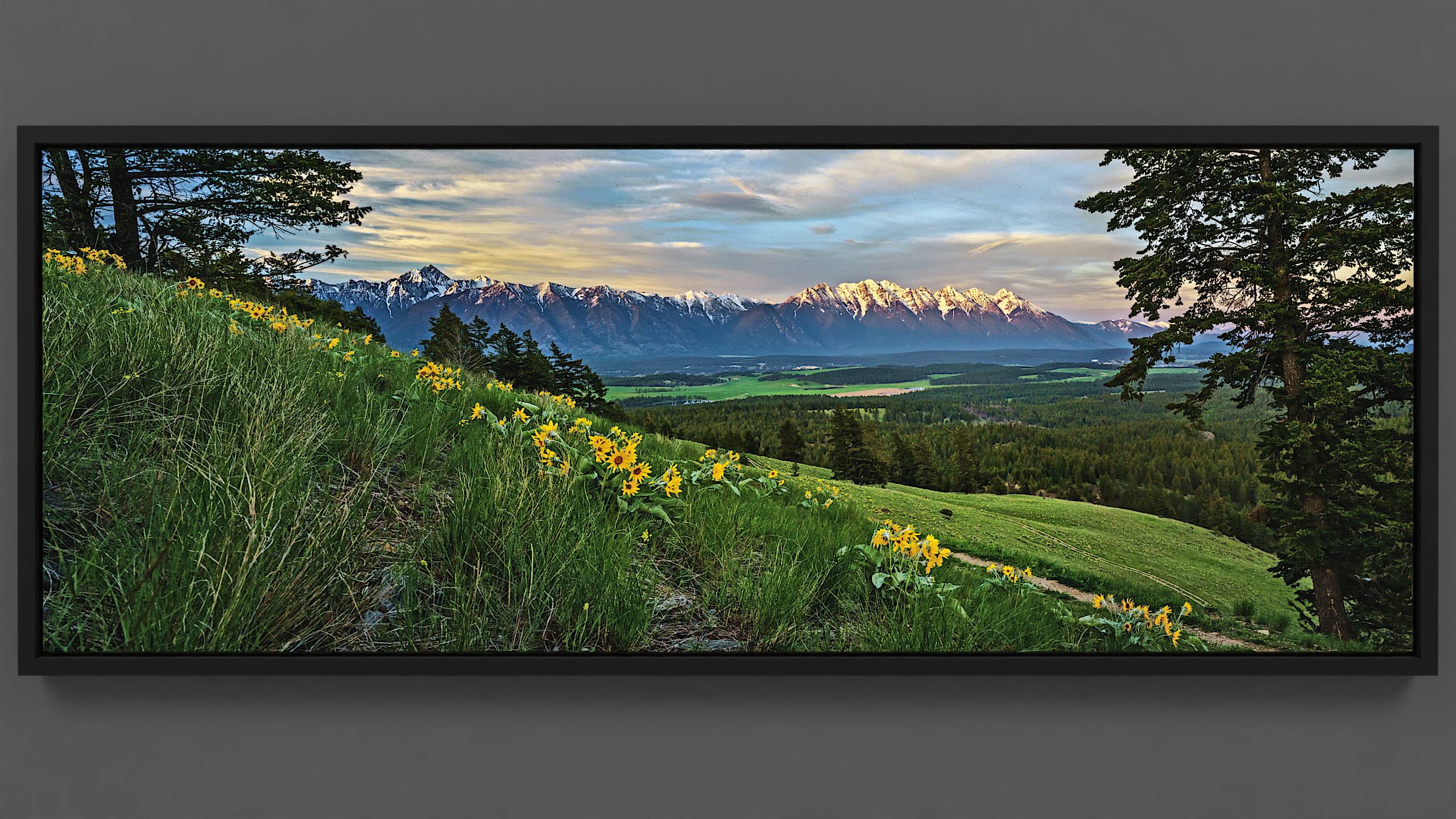 Evening Sunflowers - East Kootenay spring scene with bright Arrowleaf Balsamroot flowers and Rocky Mountains.