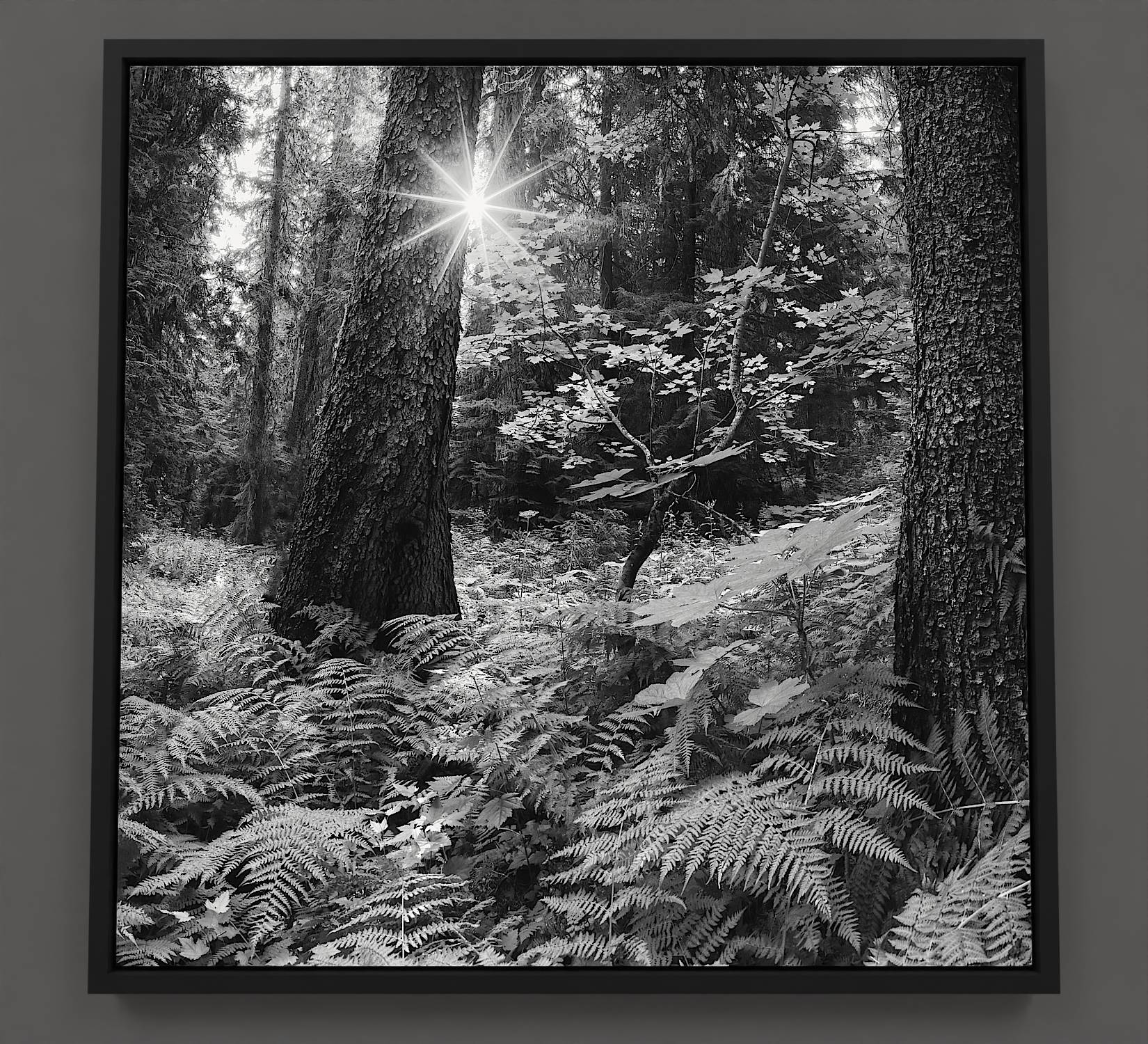 Fern Forest