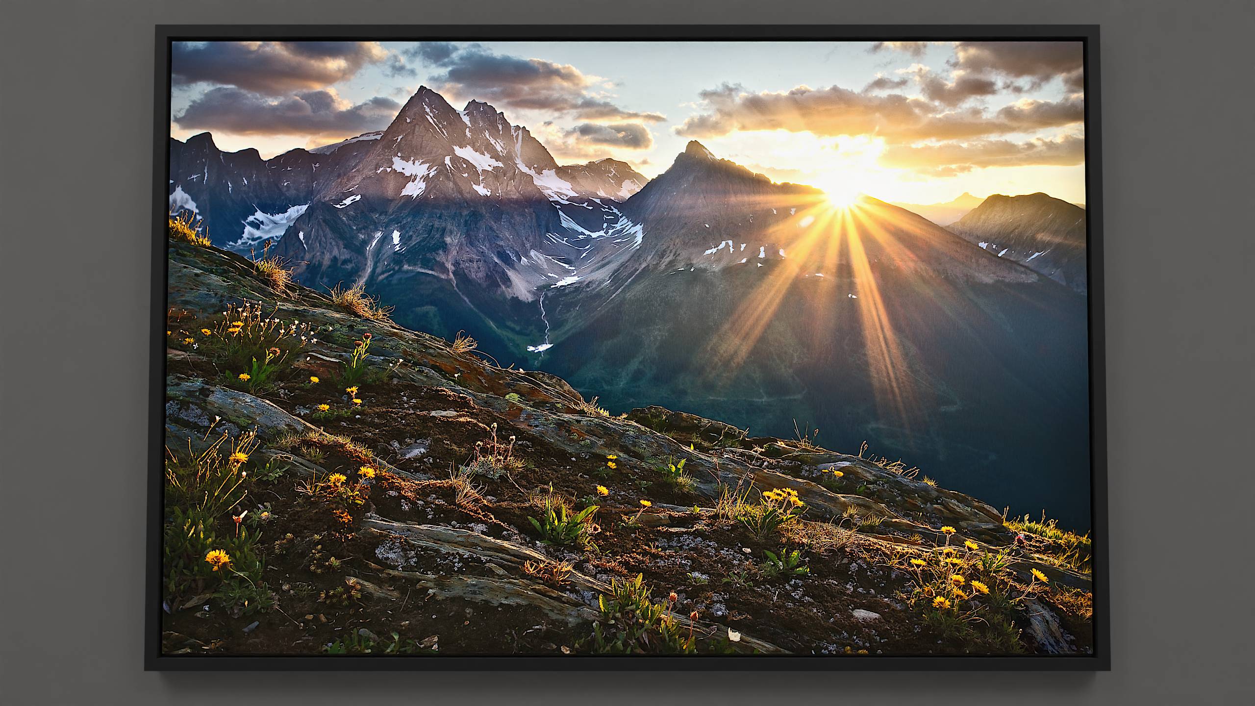 An early sunrise illuminates Jumbo Pass on an alpine ridge, under a soft blue sky adorned with golden-hued clouds, courtesy of the ascending sun. The sun, forming a radiant star, showers golden rays into the Jumbo valley. A foaming stream cascades from Jumbo and Karnak mountains, providing a distant melody. The mountains' rugged peaks, dappled with snow, bask in the streaming sunlight. A moss and lichen-covered rocky outcrop hosts delicate golden flowers, their petals aglow with the day's first light. The dawn's inaugural glow on Jumbo.
