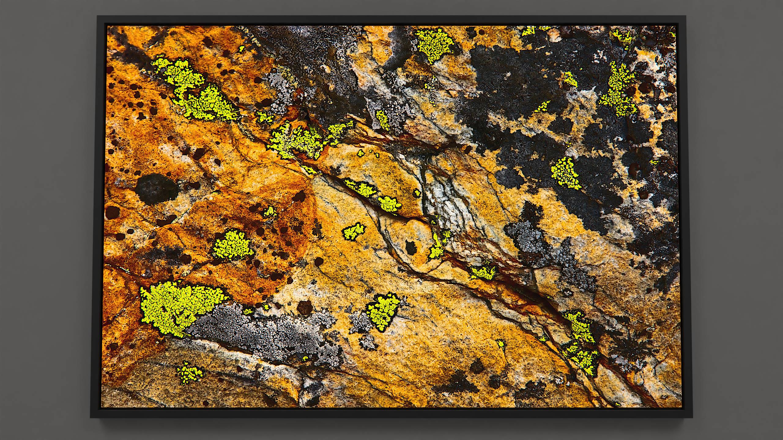 Lichen Landscape - Alpine rock closeup with hidden tapestry of colors. Textured surface in gold and orange. Wrapped canvas print.