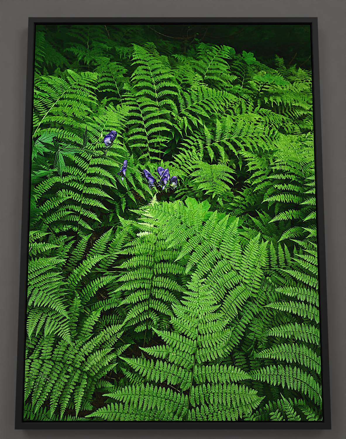 Forest Ferns