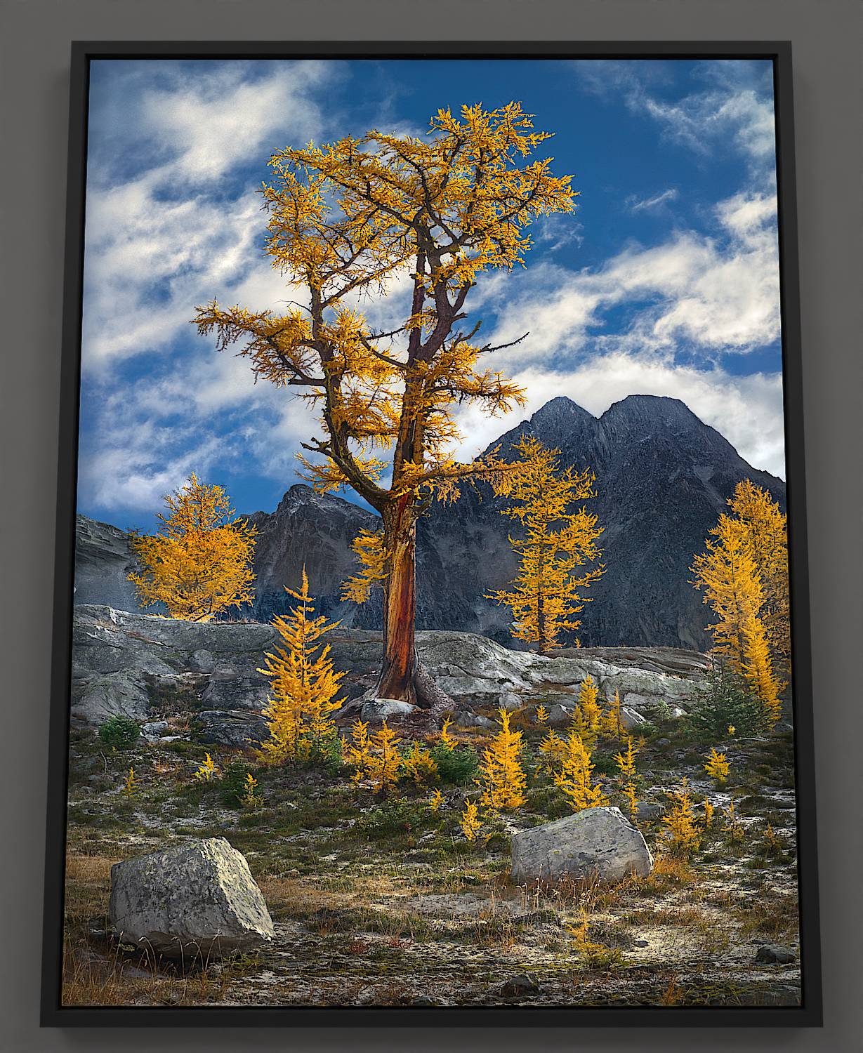 On an autumn morning near Jumbo Pass, an ancient larch tree stands bathed in gold, set against the brilliant blue sky and Amen Ra mountain. Its trunk, marked by a lightning scar, spirals skyward, telling a story of resilience and age. Young larches gather round, their unity and golden hues symbolizing the enduring wisdom and beauty of the wild.