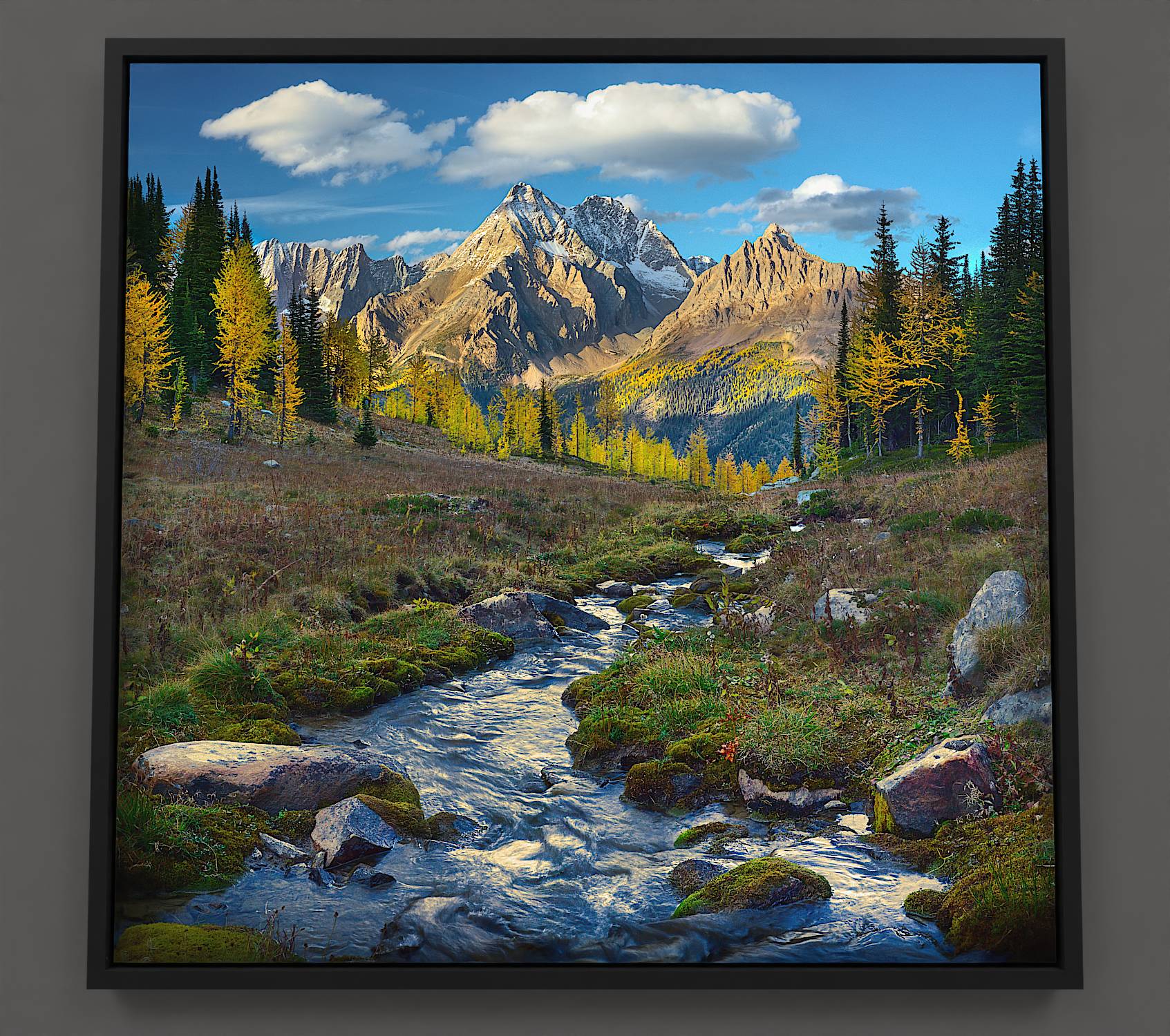 Jumbo Pass in autumn showcases a tranquil scene, featuring a meandering stream in a meadow, silhouetted larch and fir trees, and distant mountains: Jumbo, Karnak, and the Lieutenants dusted with snow. The landscape's golden hues contrast with a blue sky, punctuated by billowing white clouds.