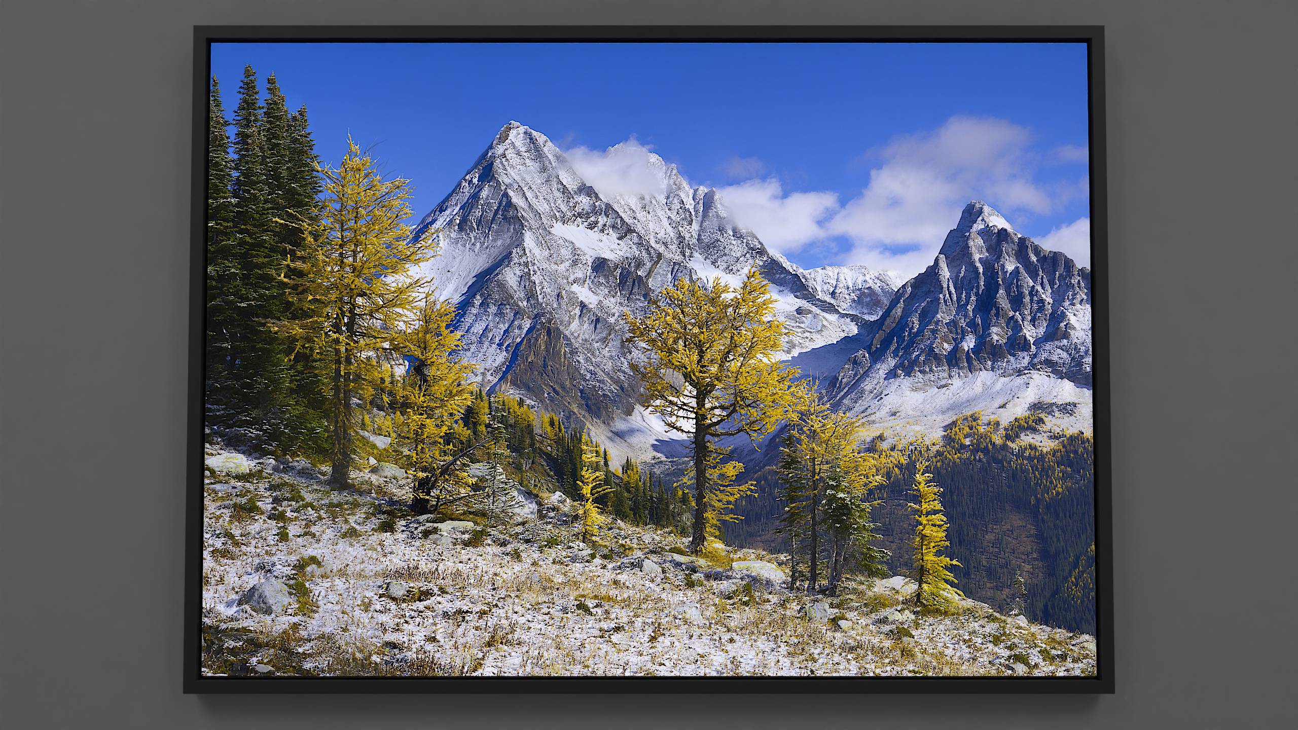 A crisp autumn day unfolds at Jumbo Pass. A delicate layer of fresh snow softly graces the foreground, revealing patches of gold-hued grass and rugged stone. The gentle incline ahead shelters a cluster of golden larch and fir trees, their sunlit needles lending a warm glow. The slopes of Jumbo and Karnak, lightly touched by snow, ascend into the morning's light. Stray clouds dance among the peaks, etching white contrasts against a backdrop of brilliant blue.