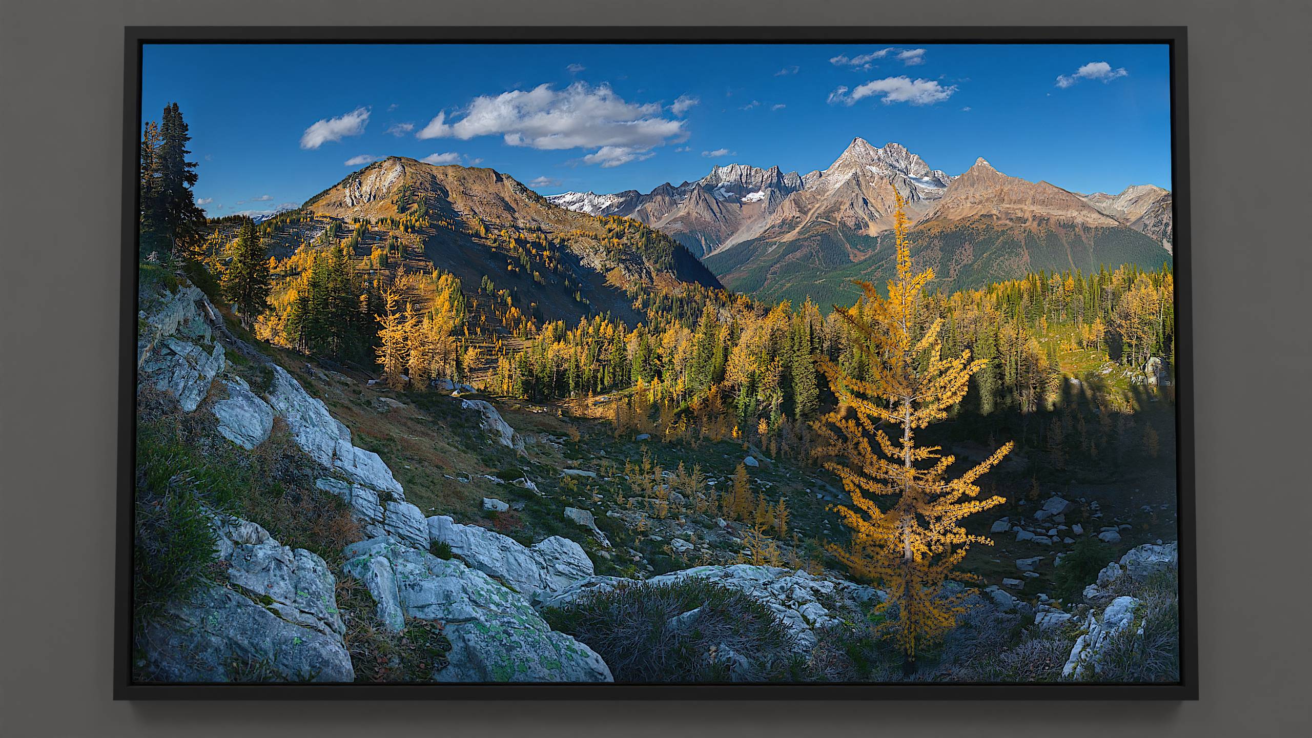 Overlooking Jumbo Pass in autumn, a young larch glows in the setting sun, nestled on shadowy bedrock. The landscape slopes down, teeming with golden larch and fir trees, leading to a pass blending alpine meadows and more golden trees. The rocky peaks of Jumbo and Karnak mountains rise in the distance, under a blue sky speckled with silky clouds.