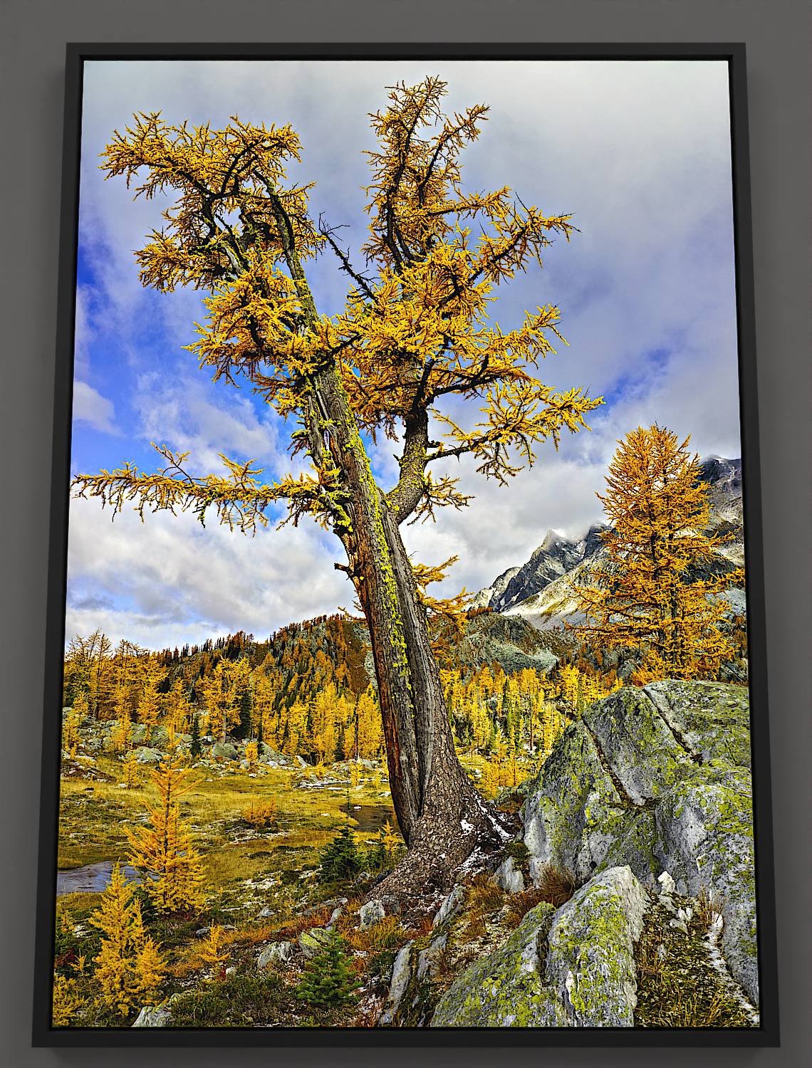 On a crisp autumn morning in the alpine, a golden larch tree with a textured, cinnamon-toned trunk embellished by a lightning scar stands next to a lichen-patterned glacial rock. Beyond, a meadow and pond front Monica Mountain's cloud-crowned peak.