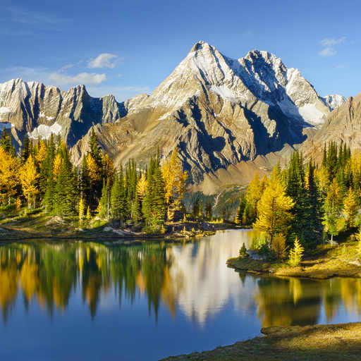 Golden Larches: A flash of brilliance, that alpine gold held long past autumn.
