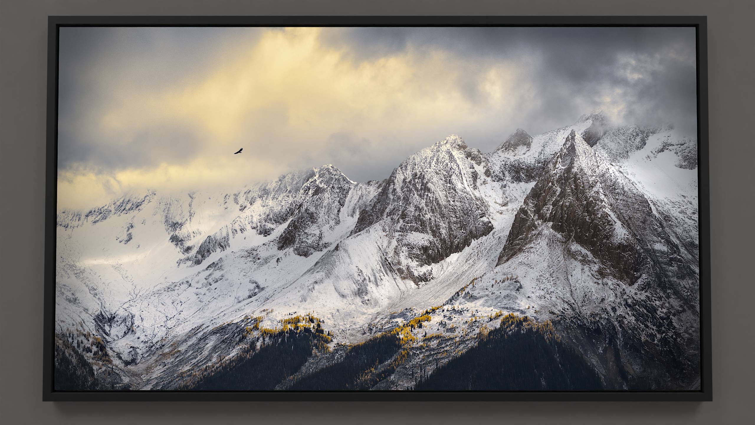 Framed by an autumn mountain landscape, lightly dusted with snow, a golden eagle navigates the skies near Jumbo Pass. The rugged Lieutenant peaks contrast against dark clouds. Mottled light illuminates golden larch trees lining the mountains' foothills.