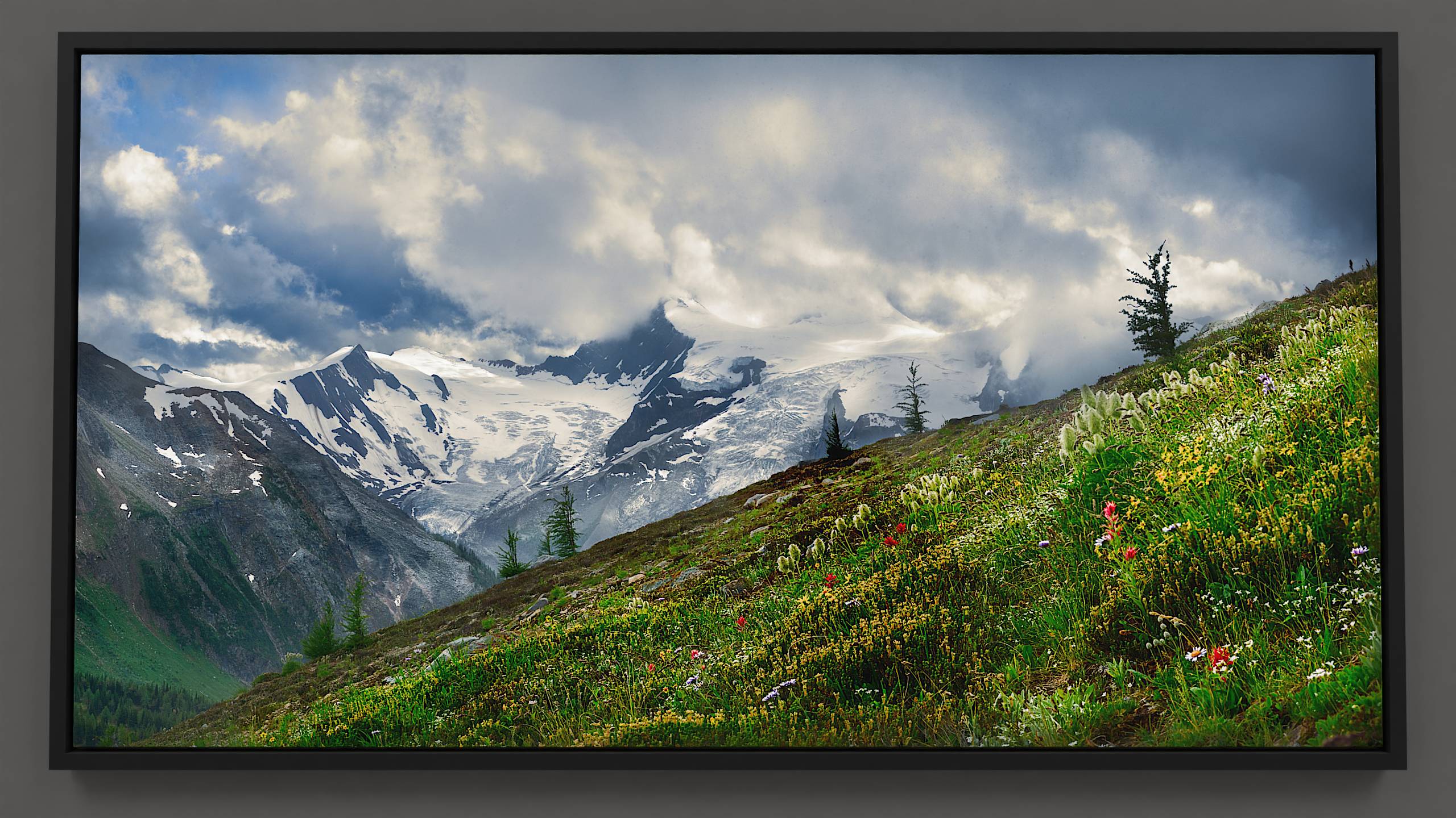 In Jumbo Pass, red paintbrush and purple aster wildflowers sway softly, sharing the landscape with slender anemone and blooming heather. Against the backdrop of the Horseshoe glacier, small alpine larch trees stand strong. Overhead, a cloud filters sunlight onto the glacier while a hint of blue sky emerges.