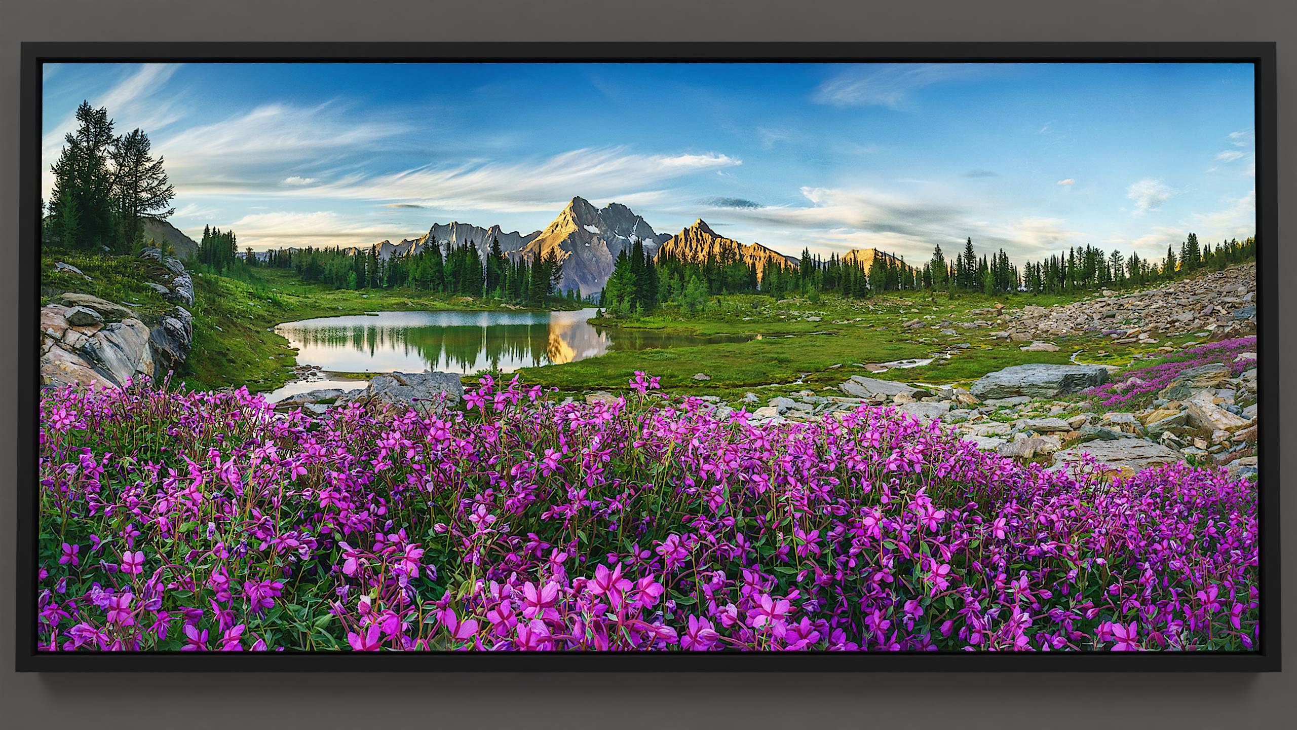 In the alpine on Jumbo Pass, magenta River Beauty wildflowers decorate the large boulders. Below, a small tarn reflects larch and fir trees, and the towering Karnak and Jumbo mountains. Overhead, a clear blue sky houses floating cirrus clouds.
