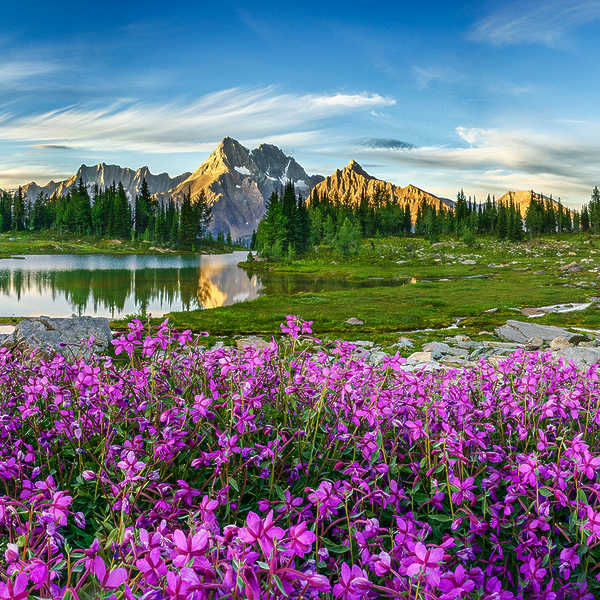 Jumbo Wildflower Rhapsody