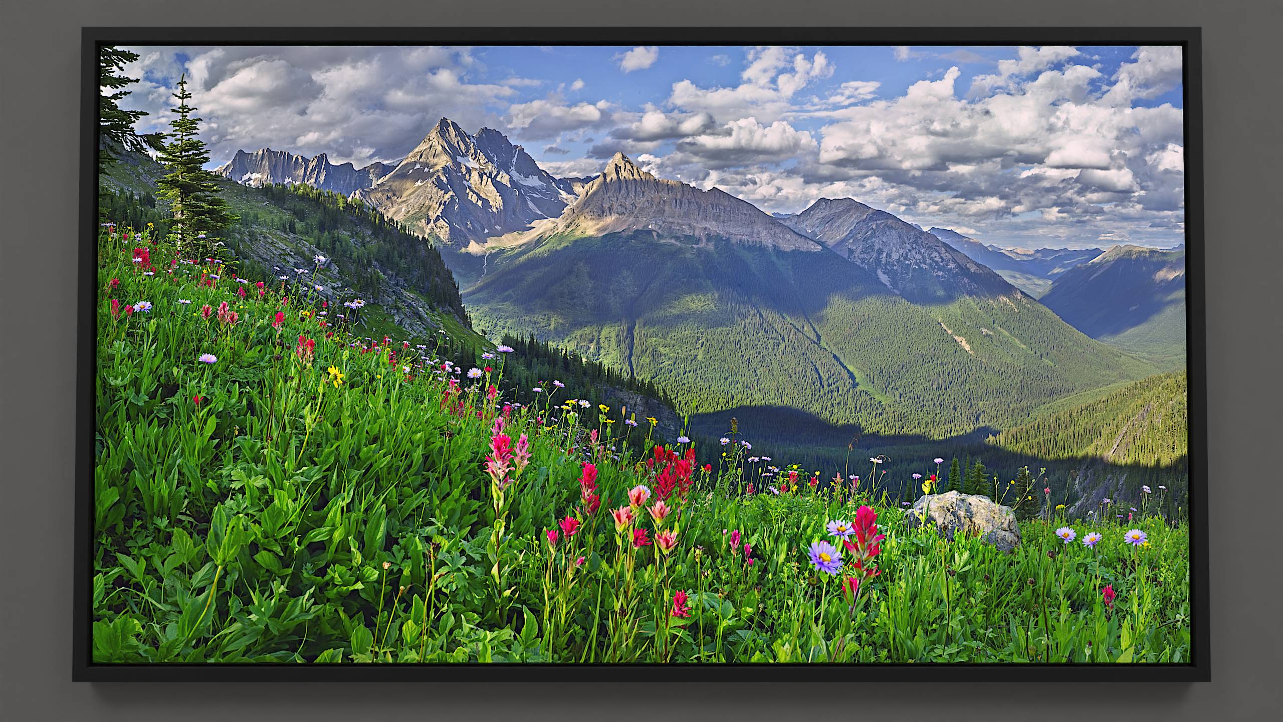 On Jumbo Pass, a lush meadow adorned with vibrant red Paintbrush, purple Asters, and bright yellow Arnica wildflowers unfolds. A shadowed ridge, garnished with Alpine Larch and Fir trees, rises against the distant mountains Karnak, Jumbo, and The Lieutenants, set against a cumulus-filled blue sky.