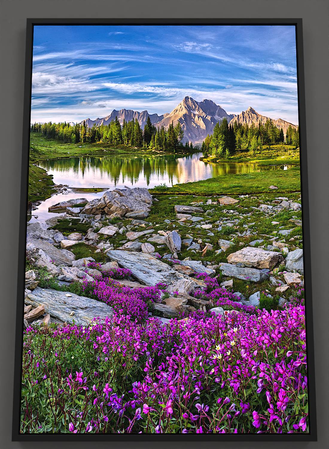 Bathed in summer's glow, Jumbo Pass unfolds with a foreground boasting boulders adorned by River Beauty wildflowers, their magenta hues vibrant. A serene tarn in the midsection reflects the surrounding larch and fir trees. Standing guard in the distance, Karnak and Jumbo mountains echo their grandeur in the mirrored lake. Cirrus clouds streak the top frame, set against a blue sky.
