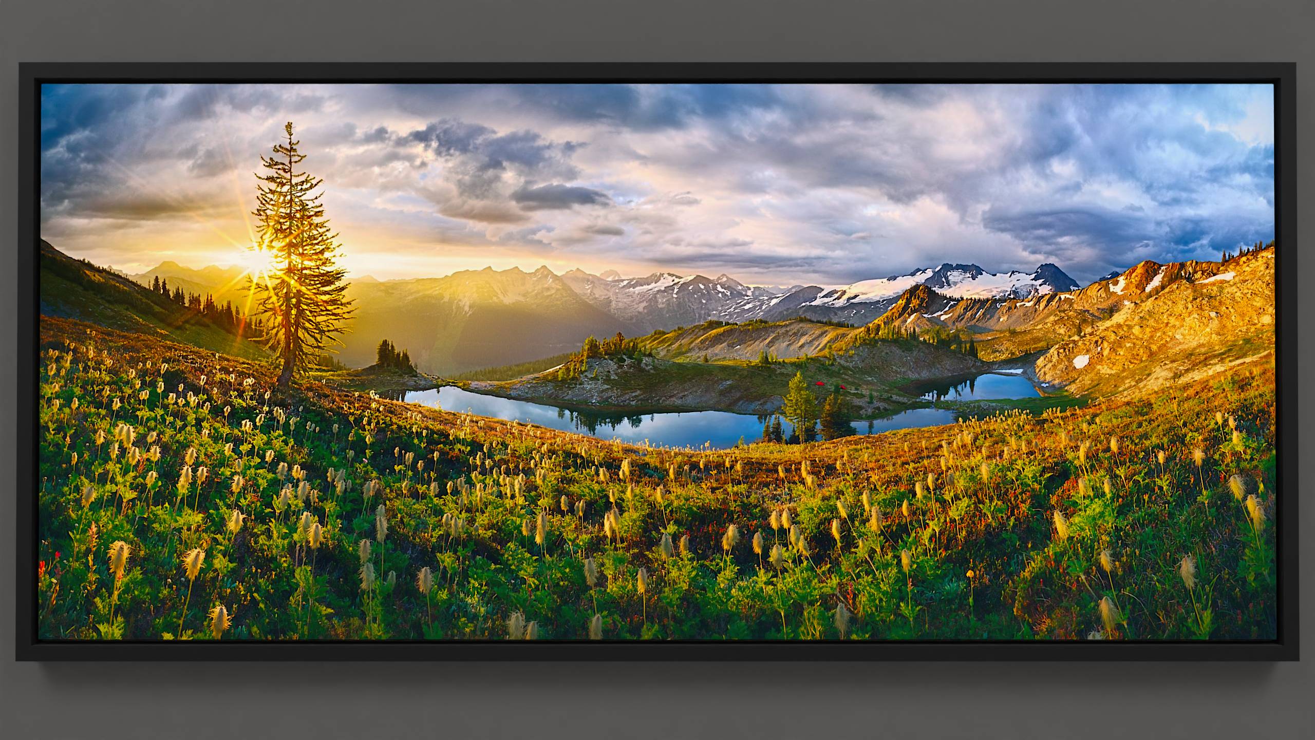 In Silver Basin, a wide expanse of clouds glides over mountains, backlit by a vibrant sunrise. Shadows yield to warm golden rays, illuminating distant glaciers and a nearby meadow sloping to a tranquil lake. The meadow, teeming with sunlit Anemone flowers and a slender alpine larch, celebrates the morning glow.