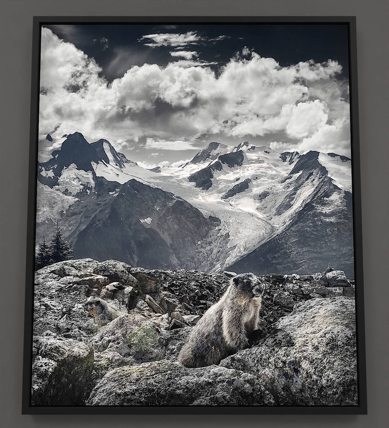 Mountain Marmots - Mountain Hoary Marmots canvas print showcases the creatures that call the alpine world home.