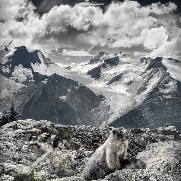 Mountain Marmots
