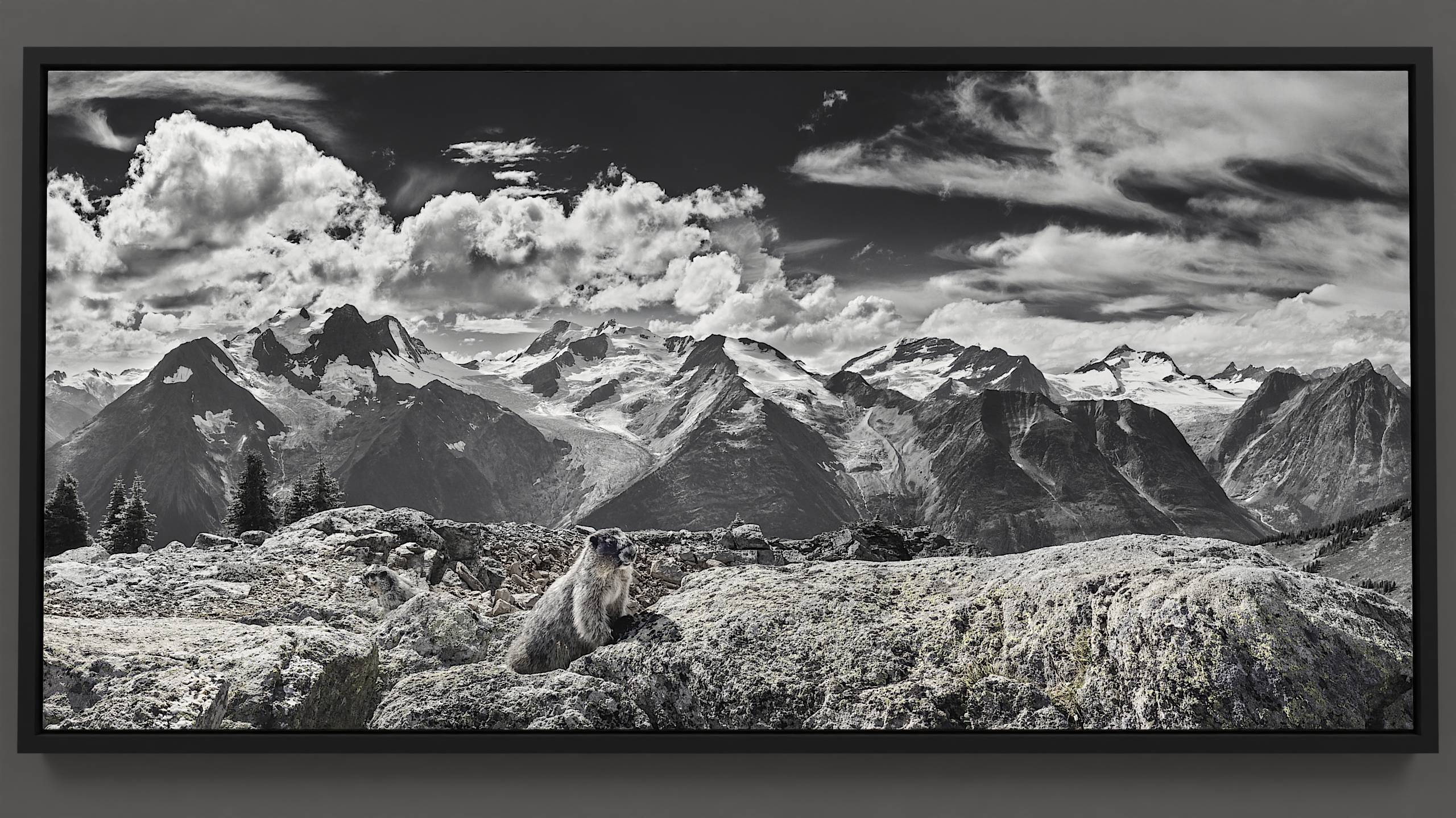 Mountain Marmots - Curious Mountain Marmots canvas print showcases the creatures that call the alpine world home.
