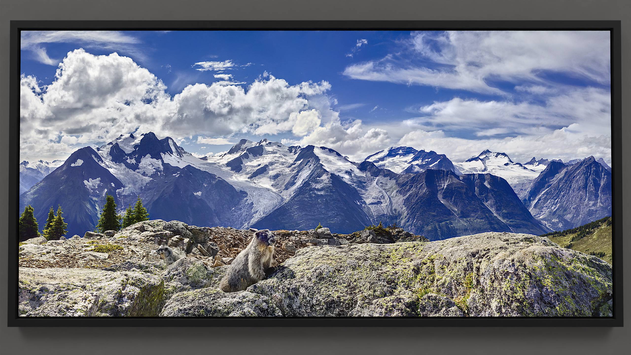 Mountain Marmots - Alpine world canvas art: Hoary Marmots, rocky ridges, lichen patterns, and majestic glaciers.