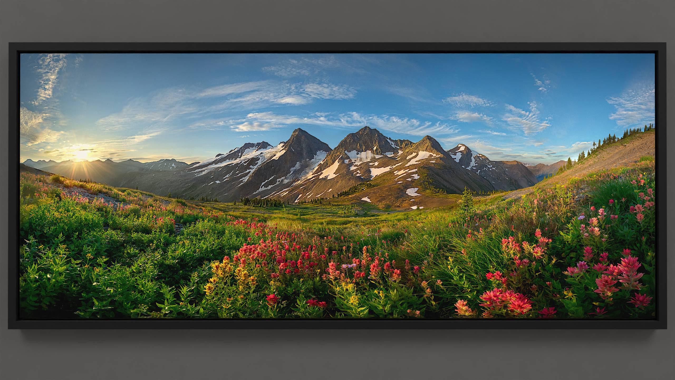 The Quintet mountain range forms a panorama with an alpine meadow bursting with vibrant wildflowers: multi-colored paintbrush, golden arrowleaf, and asters at the forefront. As the golden sun rises, it illuminates the pass and the snowy patches of distant peaks, with a glacier beyond. Cirrus clouds speed across the blue sky.
