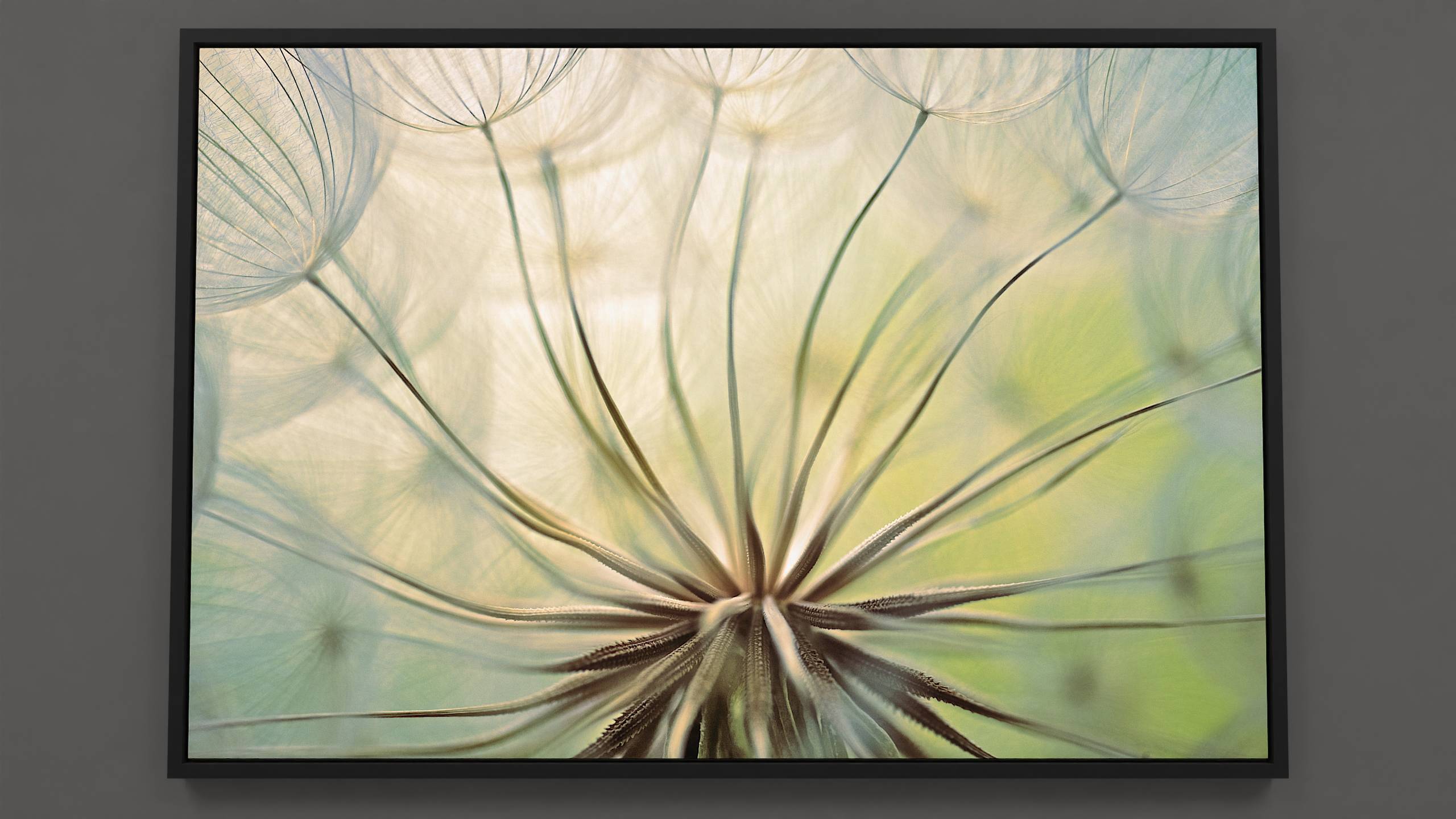 Slender Sailors - Golden lit Yellow Salsify seeds awaiting adventure canvas
