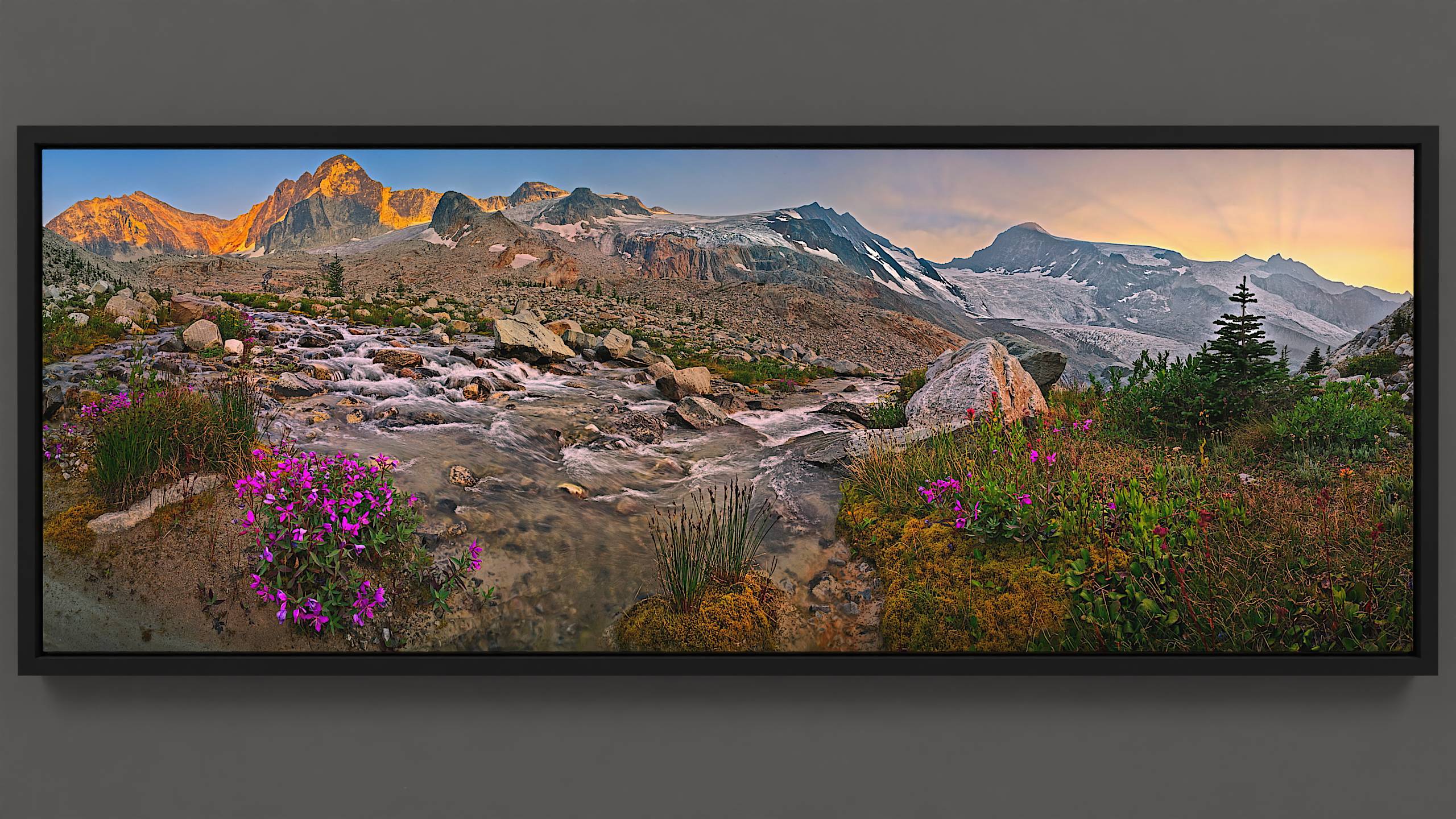 A stream tumbles forth with the shadowed Horseshoe glacier and golden peaks as its backdrop, cast in soft sunset glow. At the water's edge, verdant moss hosts clusters of River Beauty wildflowers. The ascending landscape beyond is studded with interesting boulders. Overhead, a blue sky hosts fiery cirrus clouds, lit by the setting sun behind the glacier.