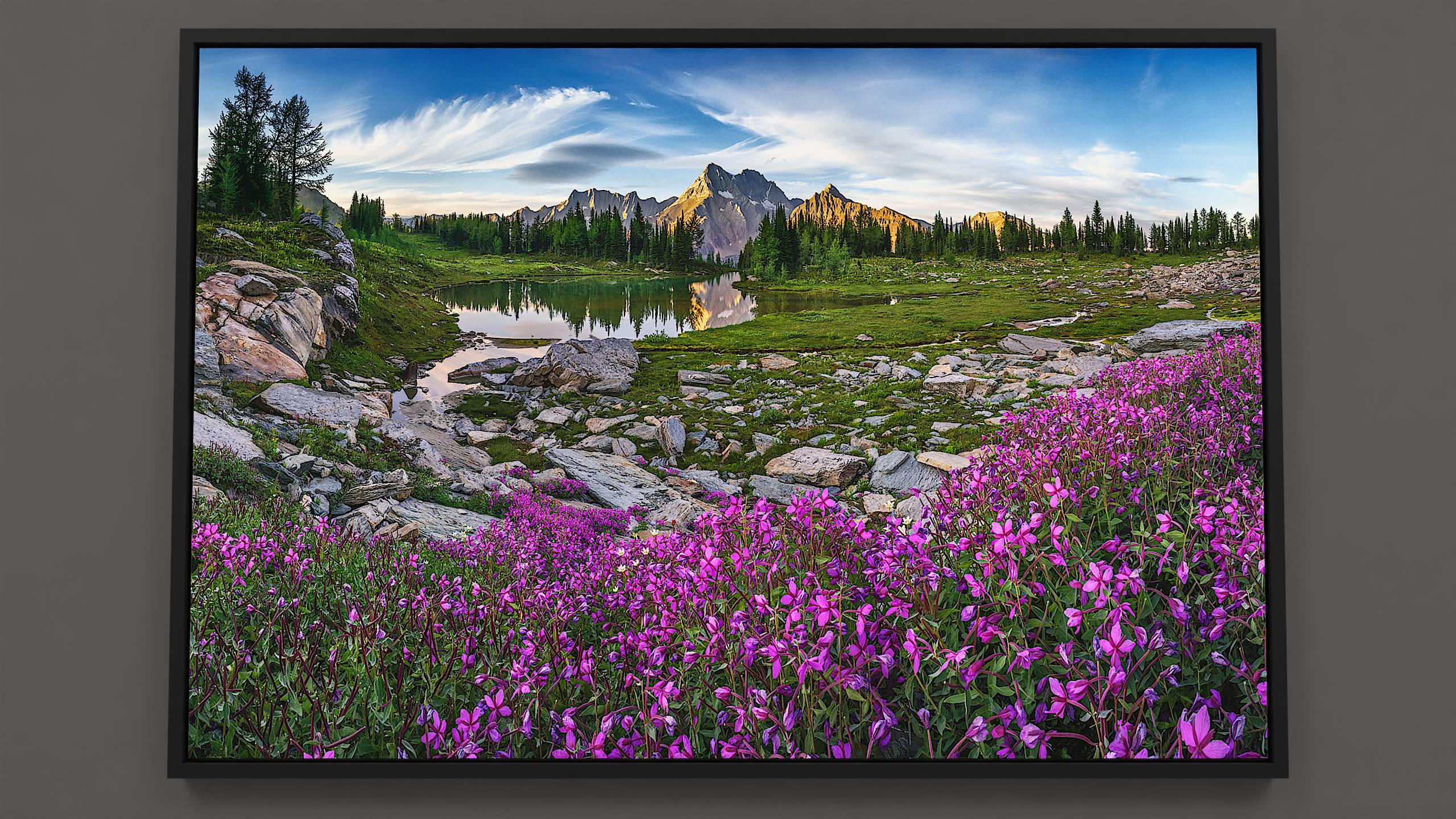 A radiant summer sky unveils the gentle contours of Karnak and Jumbo mountains. Below, larch and fir trees line a tranquil tarn, reflecting their quiet elegance. Amidst boulders, a cascade of magenta River Beauty wildflowers adorns the alpine terrain of Jumbo Pass.